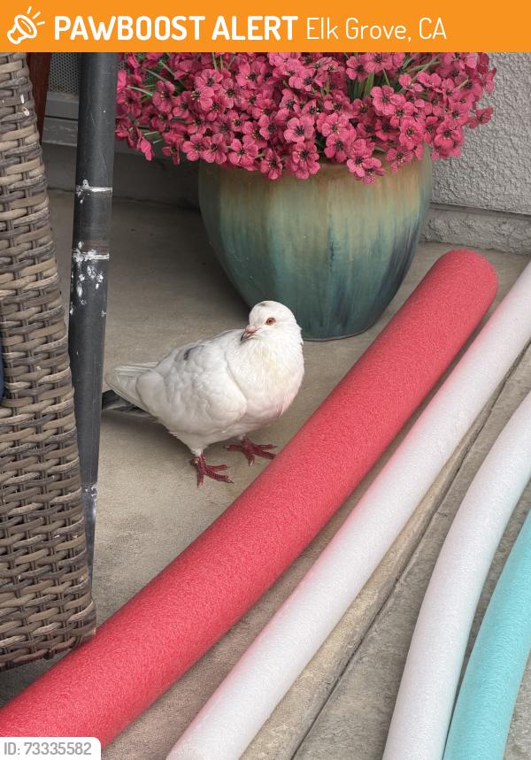 Found/Stray Unknown Bird last seen Coop and Stathos, Elk Grove, CA 95757
