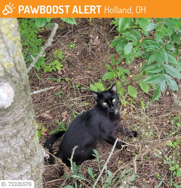 Found/Stray Unknown Cat last seen Hill and King, Holland, OH 43528