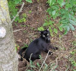 Found/Stray Unknown Cat last seen Hill and King, Holland, OH 43528