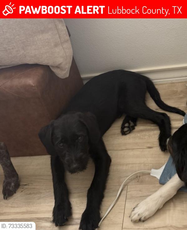 Lost Male Dog last seen Off of farm road 40 close to Slaton., Lubbock County, TX 79403