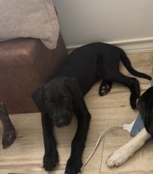 Lost Male Dog last seen Off of farm road 40 close to Slaton., Lubbock County, TX 79403