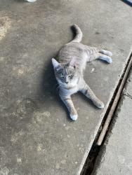Found/Stray Male Cat last seen Story rd and Jackson ave, San Jose, CA 95122