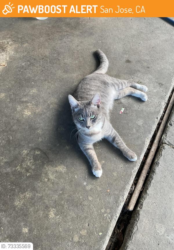 Found/Stray Male Cat last seen Story rd and Jackson ave, San Jose, CA 95122