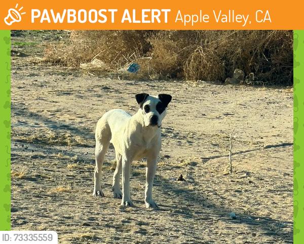 Found/Stray Unknown Dog last seen mondamon & kasota rd, Apple Valley, CA 92307