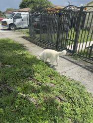 Reunited Male Dog last seen Near E 20th St, Hialeah, FL 33010, USA, Hialeah, FL 33010