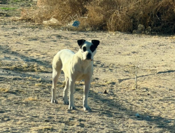 Found/Stray Unknown Dog last seen mondamon & kasota rd, Apple Valley, CA 92307