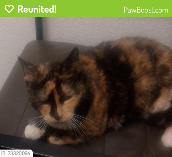 Reunited Female Cat last seen Near Street SE & 68 avenue SE, Calgary, AB T2C 4Z2