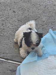 Lost Female Dog last seen Near auto mechanic, car wash, apmt, Los Angeles, CA 91331