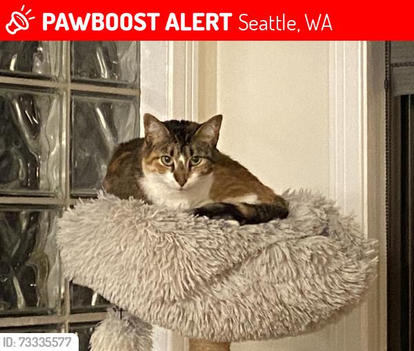 Lost Female Cat last seen Armour and Barrett, Seattle, WA 98199