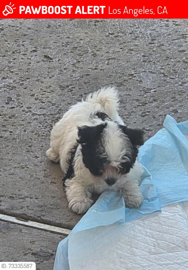 Lost Female Dog last seen Near auto mechanic, car wash, apmt, Los Angeles, CA 91331