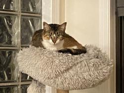 Lost Female Cat last seen Armour and Barrett, Seattle, WA 98199