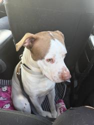 Lost Male Dog last seen Near Sussex st, Detroit, MI 48227