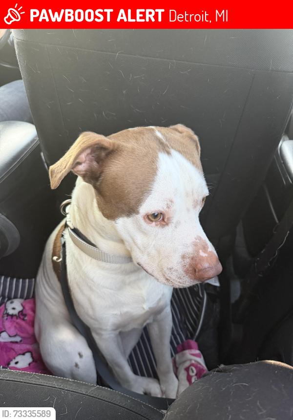 Lost Male Dog last seen Near Sussex st, Detroit, MI 48227