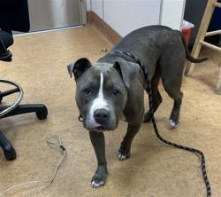 Shelter Stray Female Dog last seen BOWLING DR/49TH AVE, 95823, 3839 Bradshaw Rd, Sacramento, CA 95827, USA