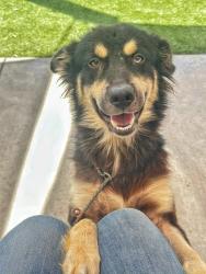 Shelter Stray Male Dog last seen Near BLK RALSTON ST, BAKERFIELD CA, 201 S Mt Vernon Ave, Bakersfield, CA 93307, USA