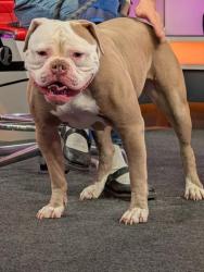 Shelter Stray Female Dog last seen COFFEE RD BAKERSFIELD, 201 S Mt Vernon Ave, Bakersfield, CA 93307, USA