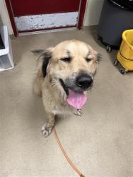 Shelter Stray Male Dog last seen CEDAR ISLAND, 31078 LA-36, Lacombe, LA 70445, USA