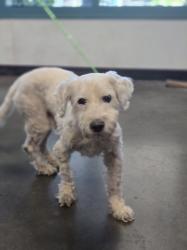 Shelter Stray Male Dog last seen , West Valley Animal Shelter, 20655 Plummer St, Chatsworth, CA 91311, USA