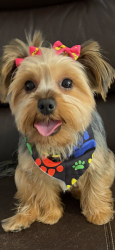 Reunited Female Dog last seen 40st and 103 ave, Miami, FL 33165