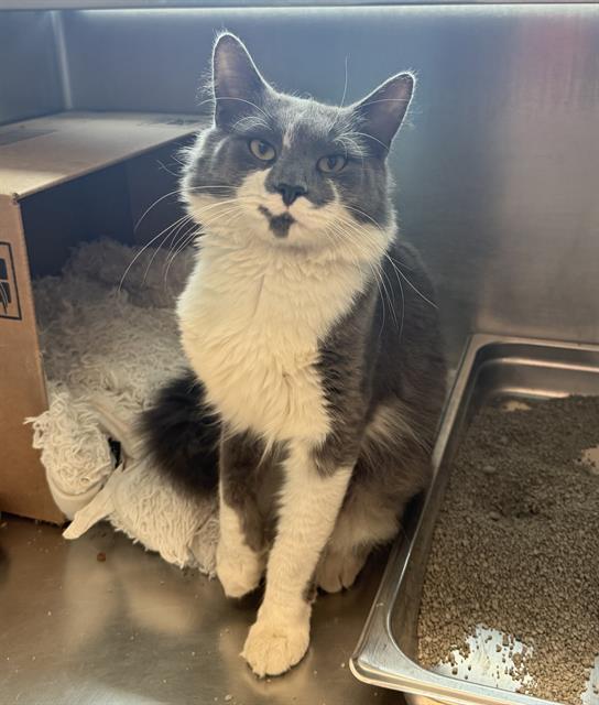 Shelter Stray Male Cat last seen DORCHESTER, 350 S Huntington Ave, Jamaica Plain, MA 02130, USA