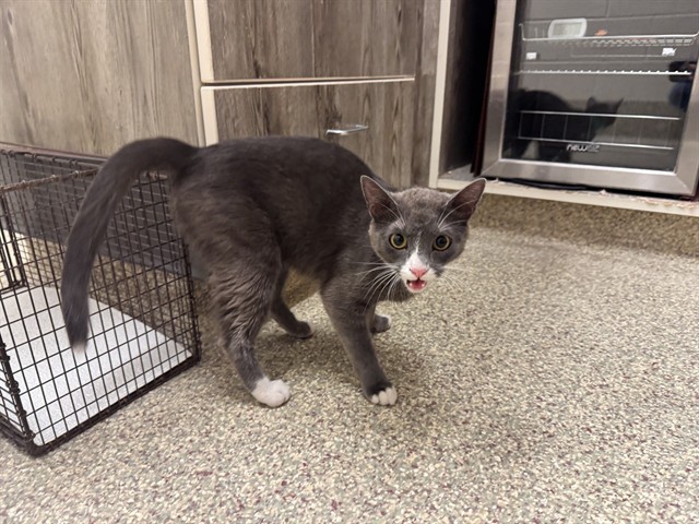 Shelter Stray Female Cat last seen Near BLOCK AUSTIN BLUFFS PKWY, COLORADO SPRINGS CO 80918, 610 Abbot Ln, Colorado Springs, CO 80905, USA