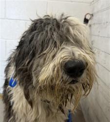 Shelter Stray Male Dog last seen BASELINE AND MOUNT VERNON, 333 Chandler Pl, San Bernardino, CA 92408, USA
