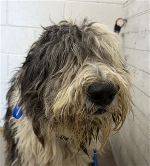 Shelter Stray Male Dog last seen BASELINE AND MOUNT VERNON, 333 Chandler Pl, San Bernardino, CA 92408, USA