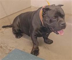 Shelter Stray Male Dog last seen , 600 Aviation Dr, Camarillo, CA 93010, USA