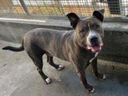 Shelter Stray Male Dog last seen , 11361 W Pico Blvd, Los Angeles, CA 90064, USA