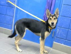 Shelter Stray Female Dog last seen Near BLOCK ANDERSON AVE SE, 8920 Lomas Blvd NE, Albuquerque, NM 87112, USA