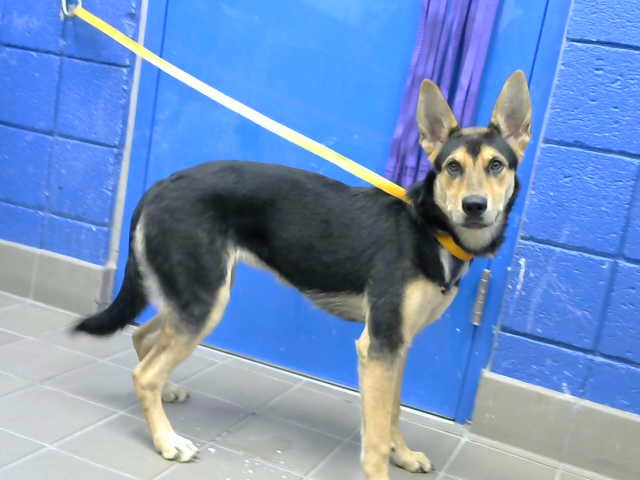 Shelter Stray Female Dog last seen Near BLOCK ANDERSON AVE SE, 8920 Lomas Blvd NE, Albuquerque, NM 87112, USA