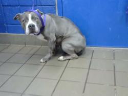 Shelter Stray Female Dog last seen GRANT MIDDLE SCHOOL, 8920 Lomas Blvd NE, Albuquerque, NM 87112, USA