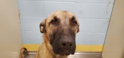 Shelter Stray Male Dog last seen Near BLOCK N 151ST ST W, VALLEY CENTER KS 67147, 3303 N Hillside St, Wichita, KS 67219, USA