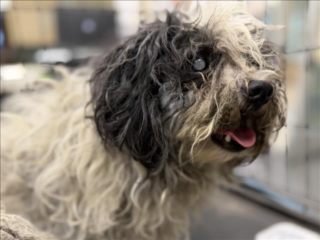 Shelter Stray Male Dog last seen , 3201 Lacy St, Los Angeles, CA 90031, USA