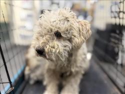 Shelter Stray Female Dog last seen , 3201 Lacy St, Los Angeles, CA 90031, USA
