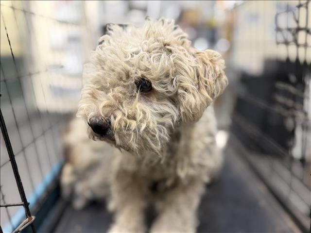 Shelter Stray Female Dog last seen , 3201 Lacy St, Los Angeles, CA 90031, USA