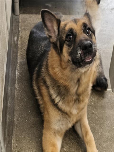 Shelter Stray Male Dog last seen , 3201 Lacy St, Los Angeles, CA 90031, USA