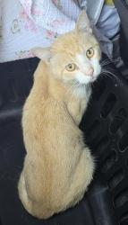 Shelter Stray Male Cat last seen MISSION DEL LAGO, 4710 TX-151, San Antonio, TX 78227, USA