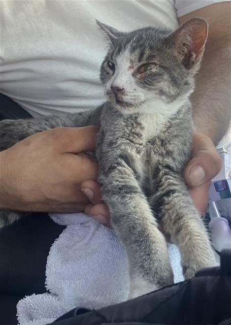 Shelter Stray Female Cat last seen BLOCK OF 5800 LAUREL VALLEY, 4710 TX-151, San Antonio, TX 78227, USA