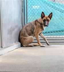 Shelter Stray Female Dog last seen DEER RUN WAY & DEER TRAIL WAY, 2127 Front St, Sacramento, CA 95818, USA