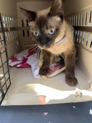 Shelter Stray Male Cat last seen , 4710 TX-151, San Antonio, TX 78227, USA