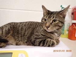 Shelter Stray Female Cat last seen WENTZVILLE, 4850 Mid Rivers Mall Dr, St Peters, MO 63376, USA
