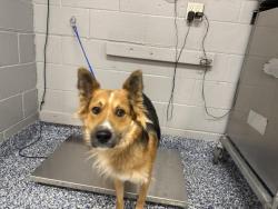 Shelter Stray Male Dog last seen Near BLOCK CALLE JESSICA, THOUSAND PALMS CA 92276, 72050 Pet Land Pl, Thousand Palms, CA 92276, USA