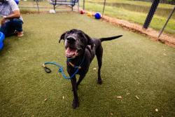 Shelter Stray Male Dog last seen , 2769 Conroy Rd, Orlando, FL 32839, USA