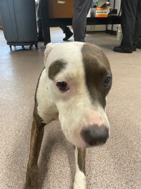 Shelter Stray Unknown Dog last seen Near BLOCK N LAFAYETTE ST, 1601 Airport Rd, Shelby, NC 28150, USA