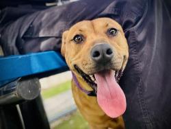 Shelter Stray Female Dog last seen , 2769 Conroy Rd, Orlando, FL 32839, USA
