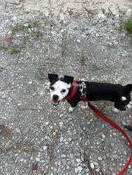Lost Male Dog last seen Road 5890 Cleveland Tx, Liberty County, TX 77327