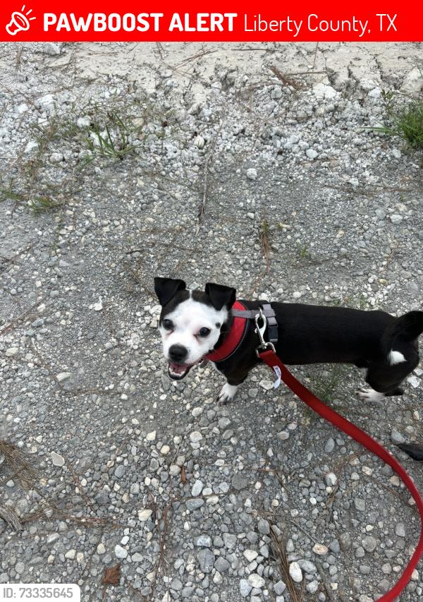 Lost Male Dog last seen Road 5890 Cleveland Tx, Liberty County, TX 77327