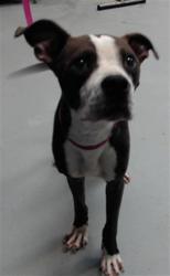 Shelter Stray Male Dog last seen Near KENLEIGH DR, FAYETTEVILLE NC 28304, 4704 Corporation Dr, Fayetteville, NC 28306, USA