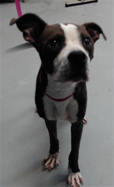 Shelter Stray Male Dog last seen Near KENLEIGH DR, FAYETTEVILLE NC 28304, 4704 Corporation Dr, Fayetteville, NC 28306, USA